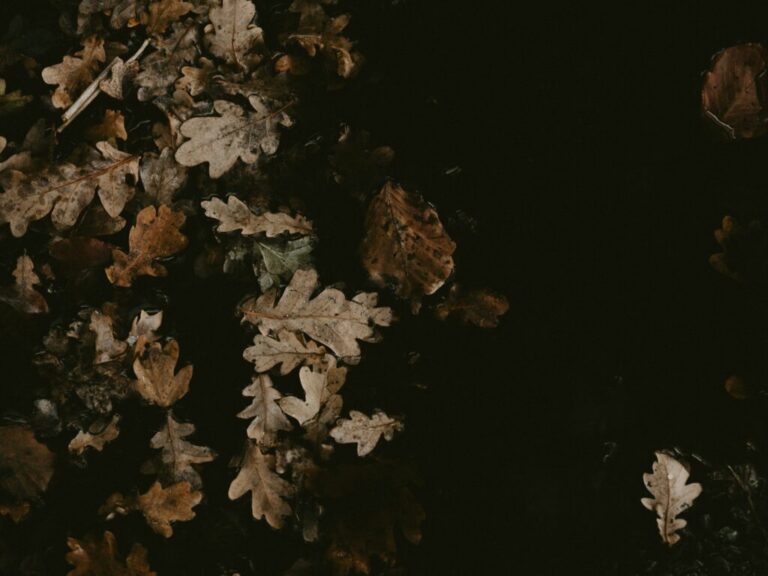 annie-spratt-yuNSLSys92g-unsplash-1024x768